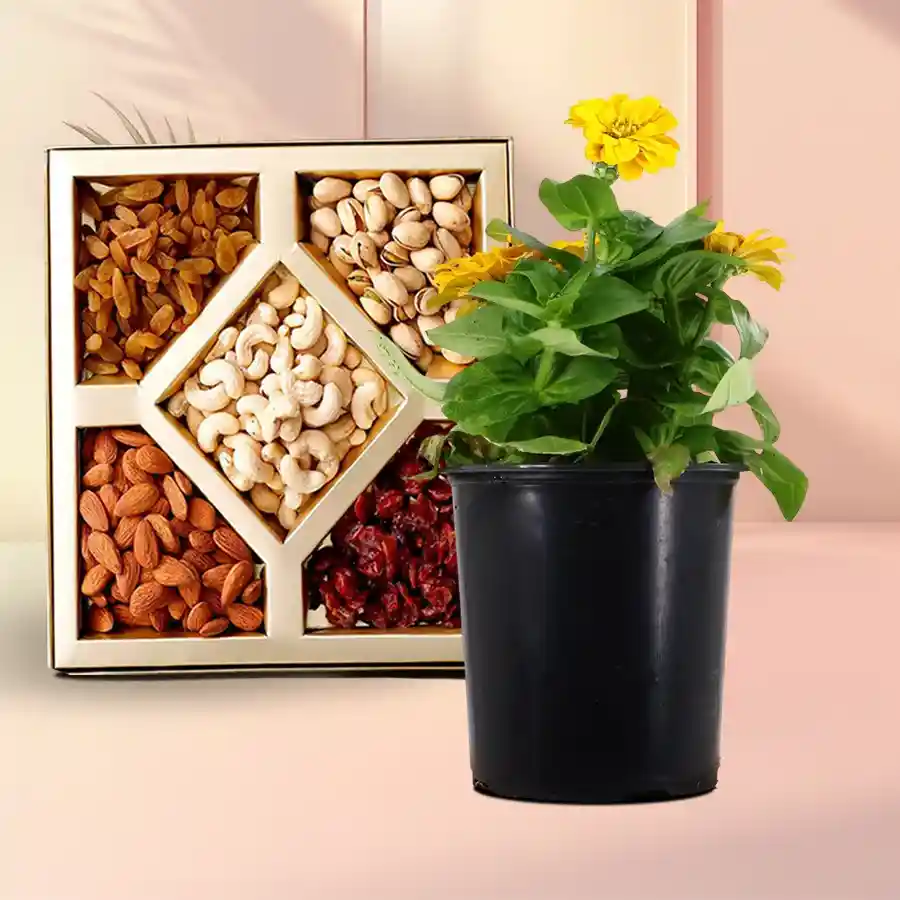 Twin Combo featuring a potted Zinnia plant and assorted dry fruits for a joyful gift experience.