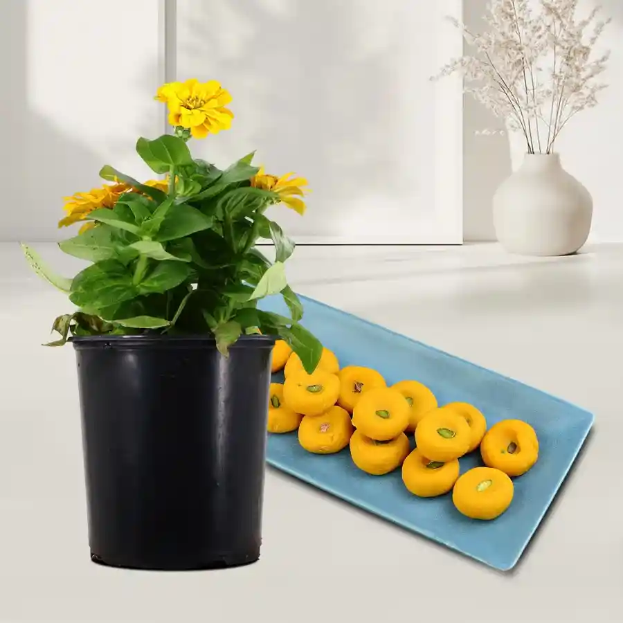 Zinnia plant in a green tub paired with Kesaria Pedas.