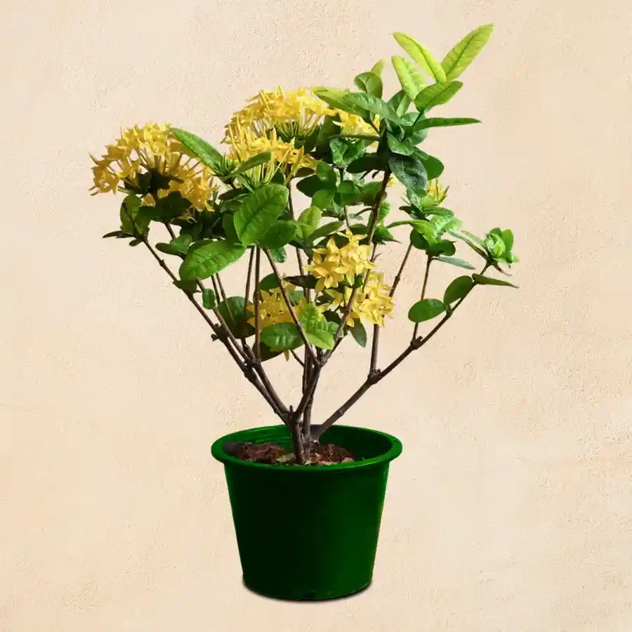 Joyful Ixora Plant in a green tub, perfect for outdoor gifting.