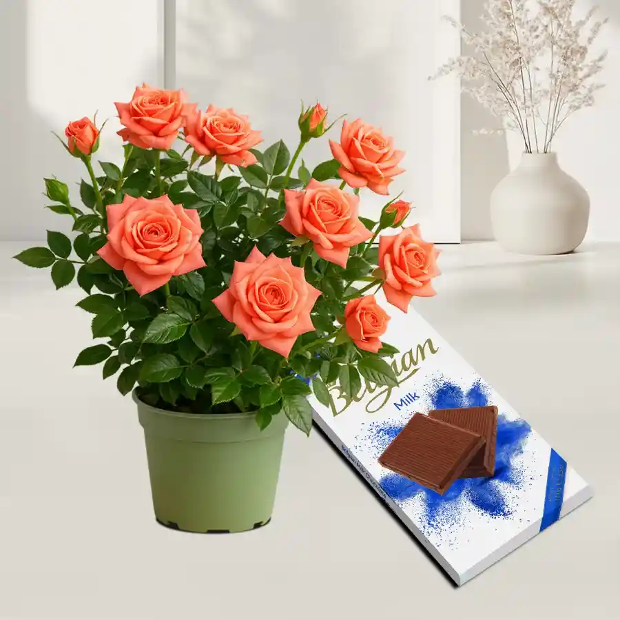 Potted rose plant in a green tub paired with a Belgian milk bar.