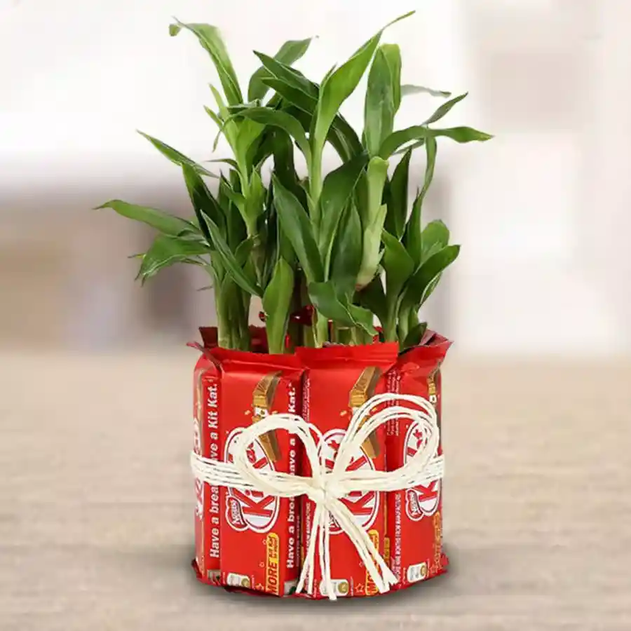 Magical two tier lucky bamboo plant arrangement with 12 KitKat bars