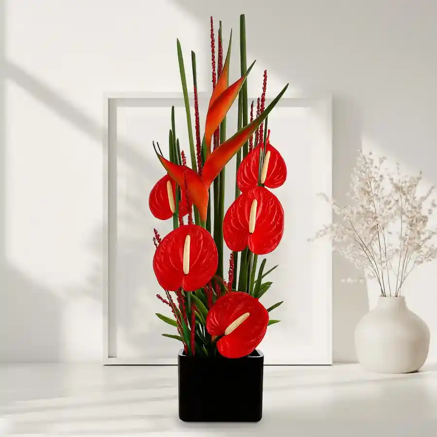 Exclusive arrangement of red anthurium and BOP in a black box.