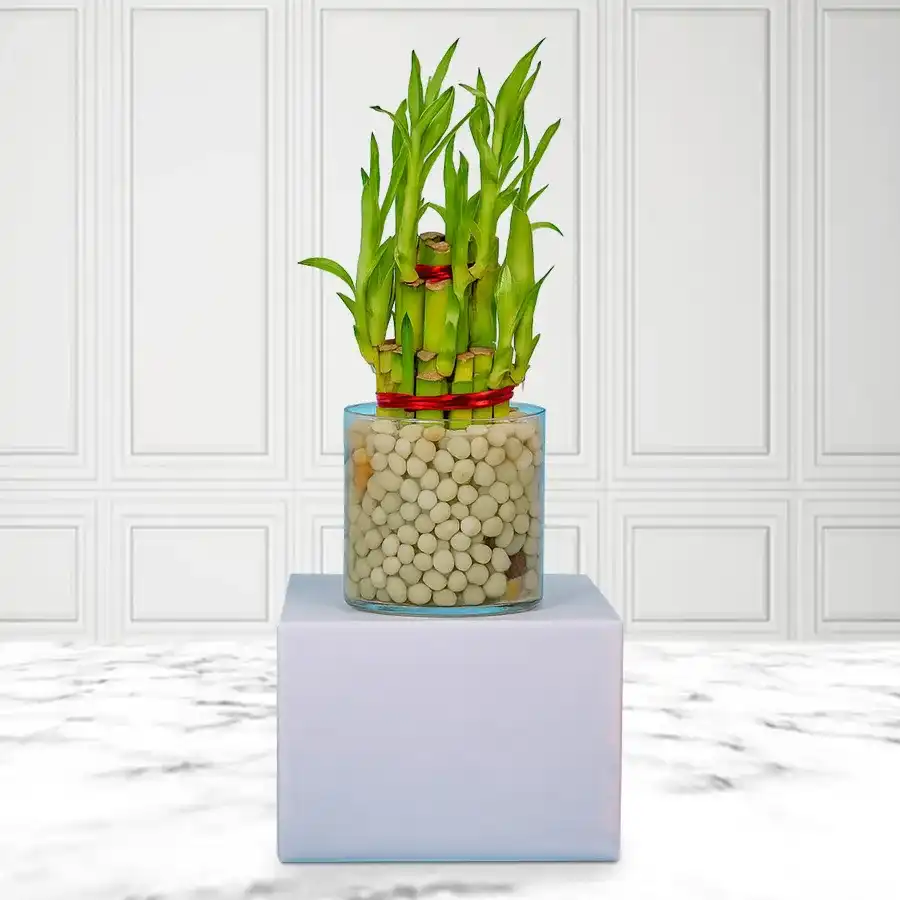 3 Tier Bamboo Plant in a stylish glass pot for good luck.