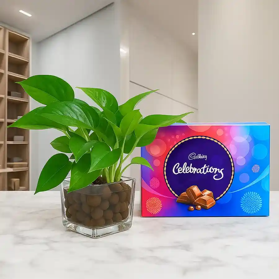 Attractive Money Plant in Glass Vase with Cadbury Celebrations Pack