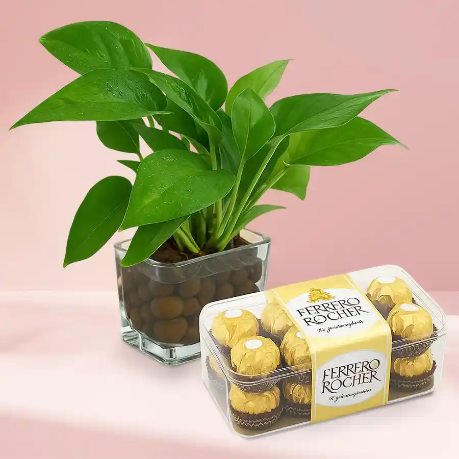 A beautiful money plant in a glass vase accompanied by 16 Ferrero Rocher chocolates, ideal for gift-giving and celebrations.