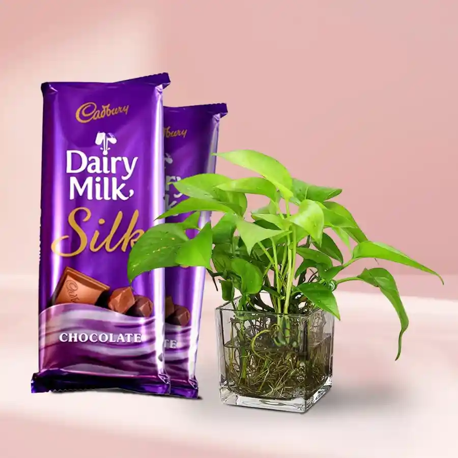 Lucky Money Plant in pot accompanied by two Cadbury Dairy Milk Silk chocolates.