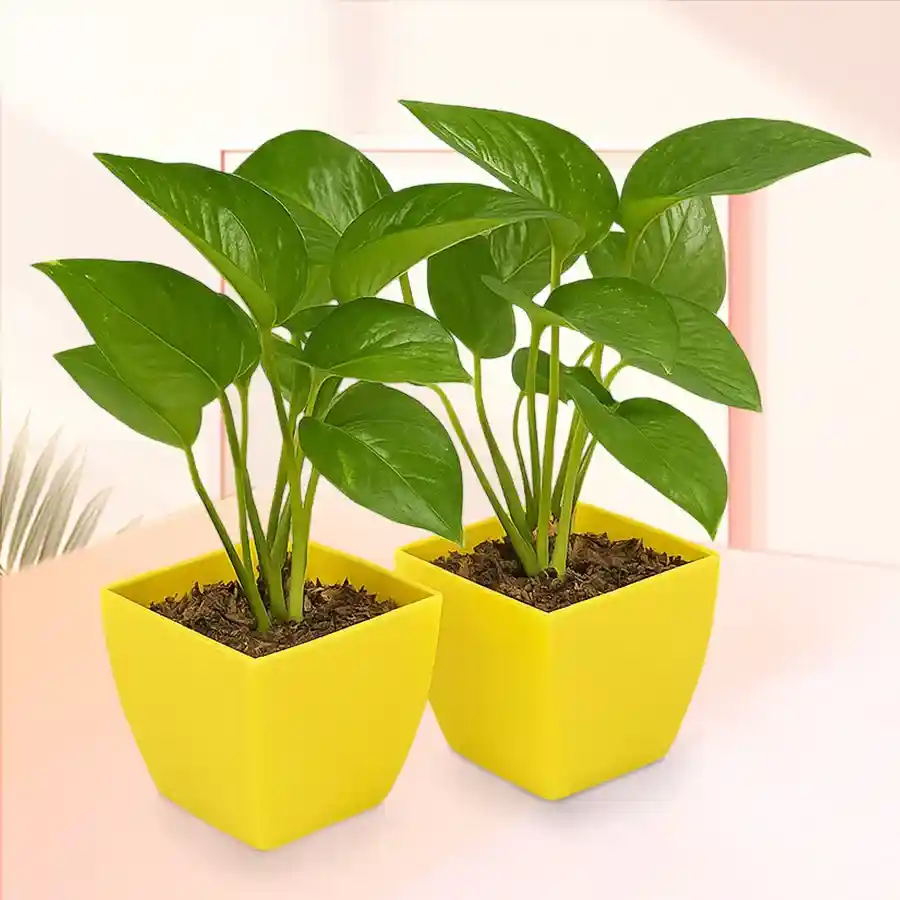 Two lush green money plants in attractive plastic pots, perfect for gifting.