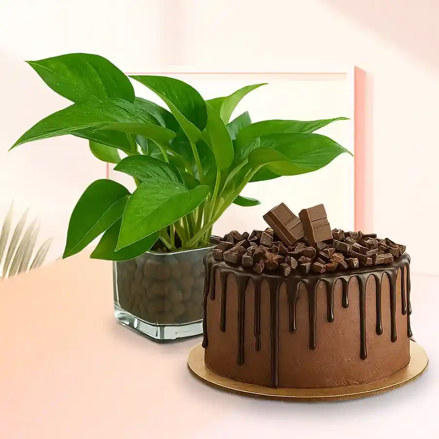 Exquisite chocolate cake paired with a money plant in a glass pot, ideal for gifting on special occasions.
