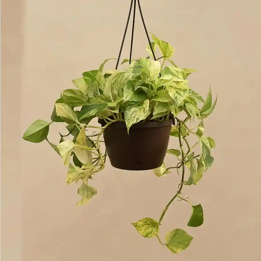 A beautiful hanging money plant, perfect for home decoration and symbolizing joy and prosperity.