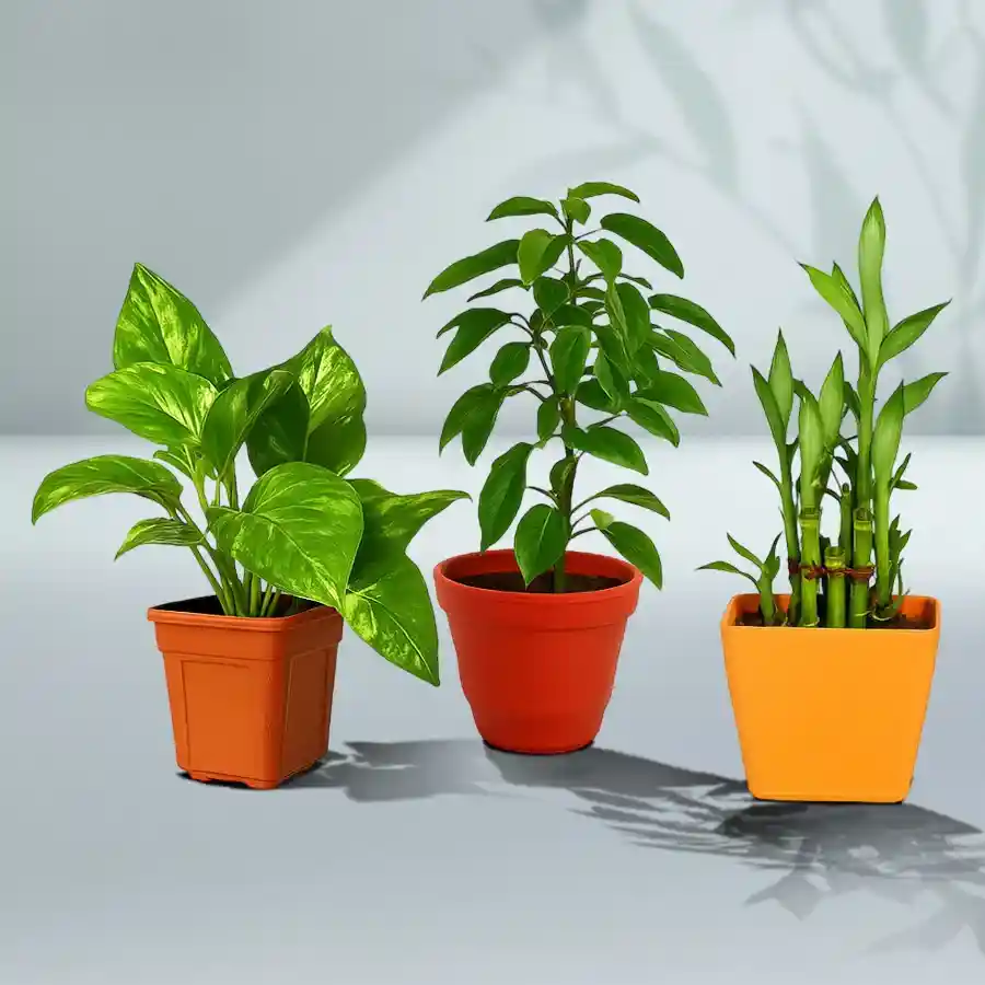 Serene Good Luck Plant Collection including Bamboo, Money Plant, and Holy Tulsi in designer plastic pots.