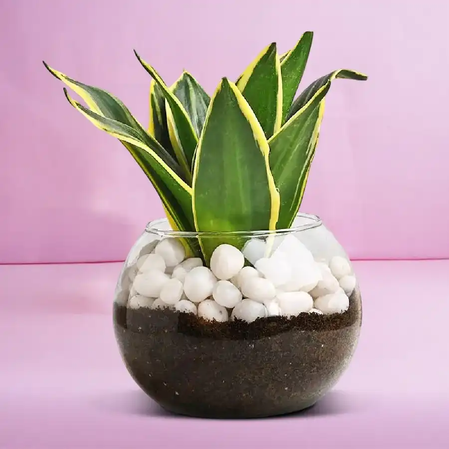 Exotic Milt Sansevieria Plant displayed in a stylish glass pot.