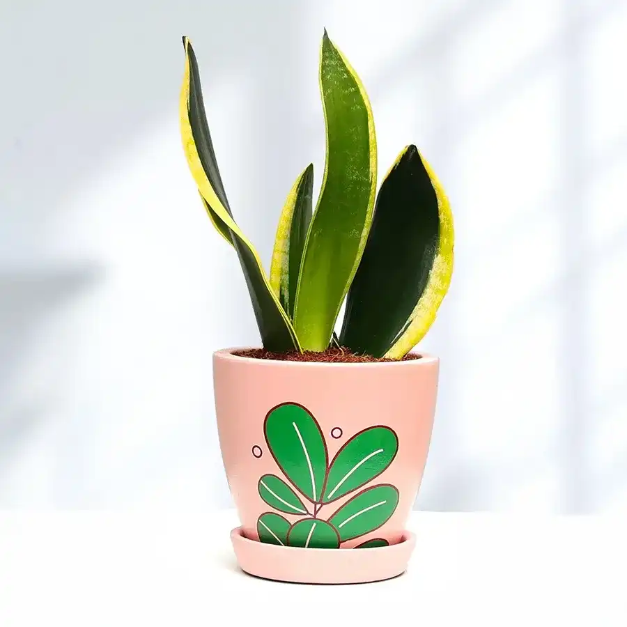 Evergreen Milt Sansevieria Plant in an attractive plastic pot, perfect for gifting.