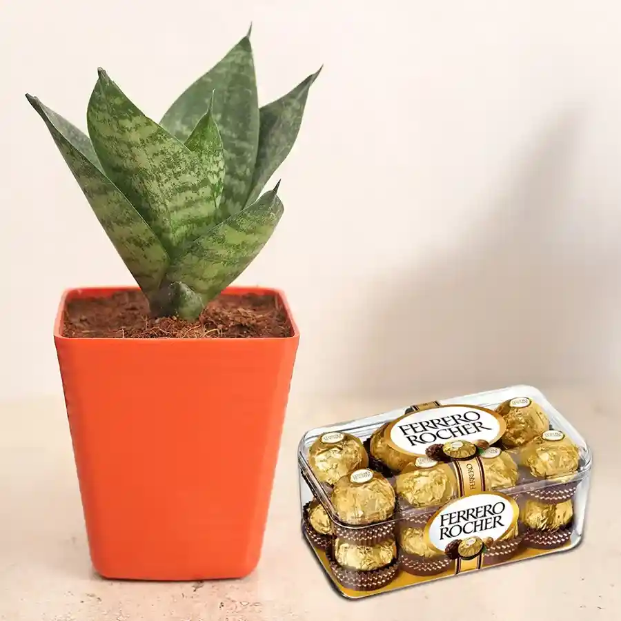 Aesthetic combo featuring a Milt Sansevieria plant in a plastic pot with 16 Ferrero Rocher chocolates, perfect for gifting.