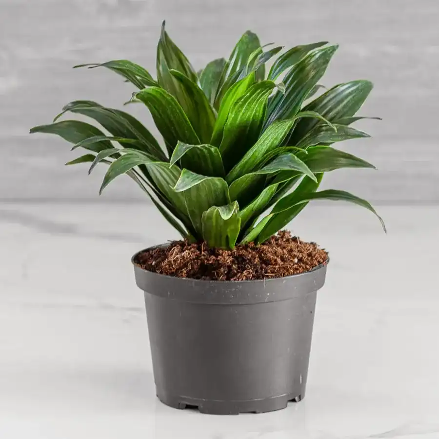 Lush Dracaena Compacta Plant in a charming plastic pot, perfect for gifting.