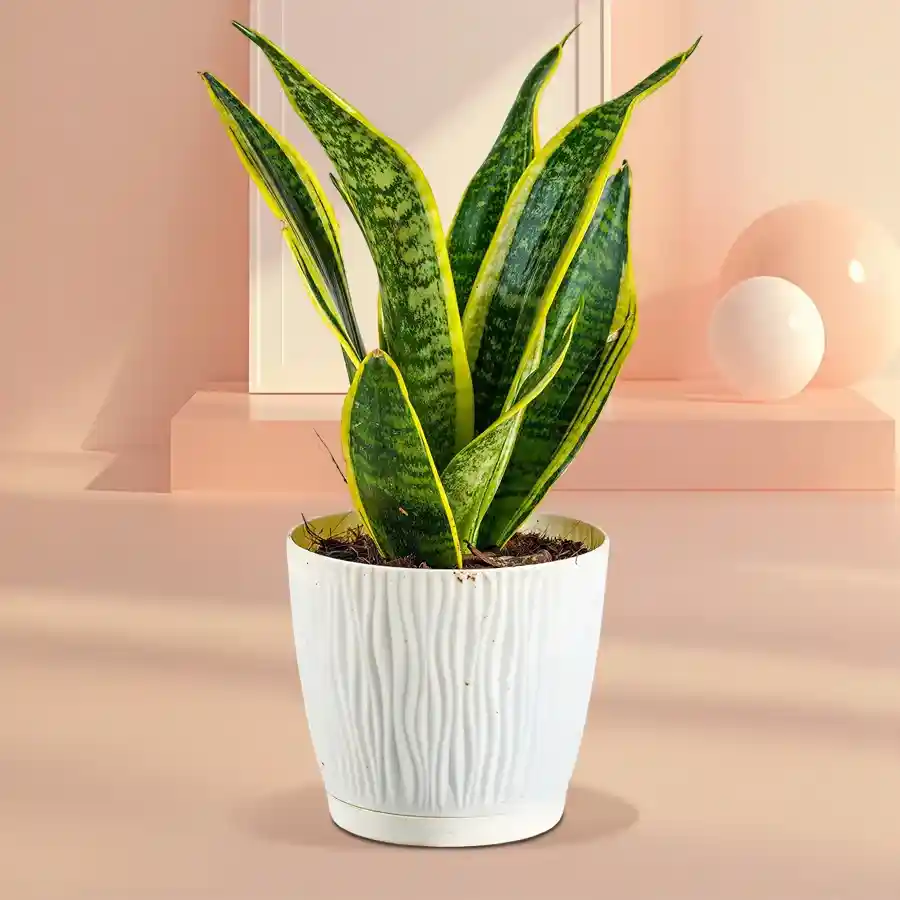 Vibrant snake plant in an attractive plastic pot, perfect for uplifting indoor spaces.