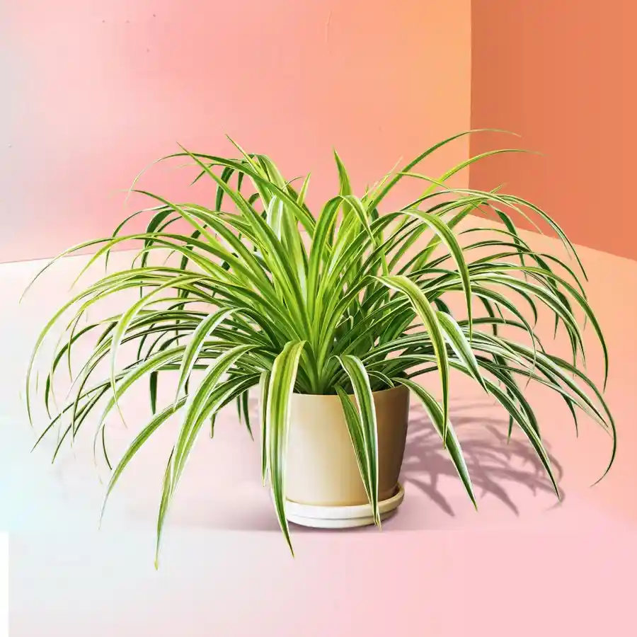Beautiful Spider Plant in a colorful plastic pot, ideal for gifting and home décor.