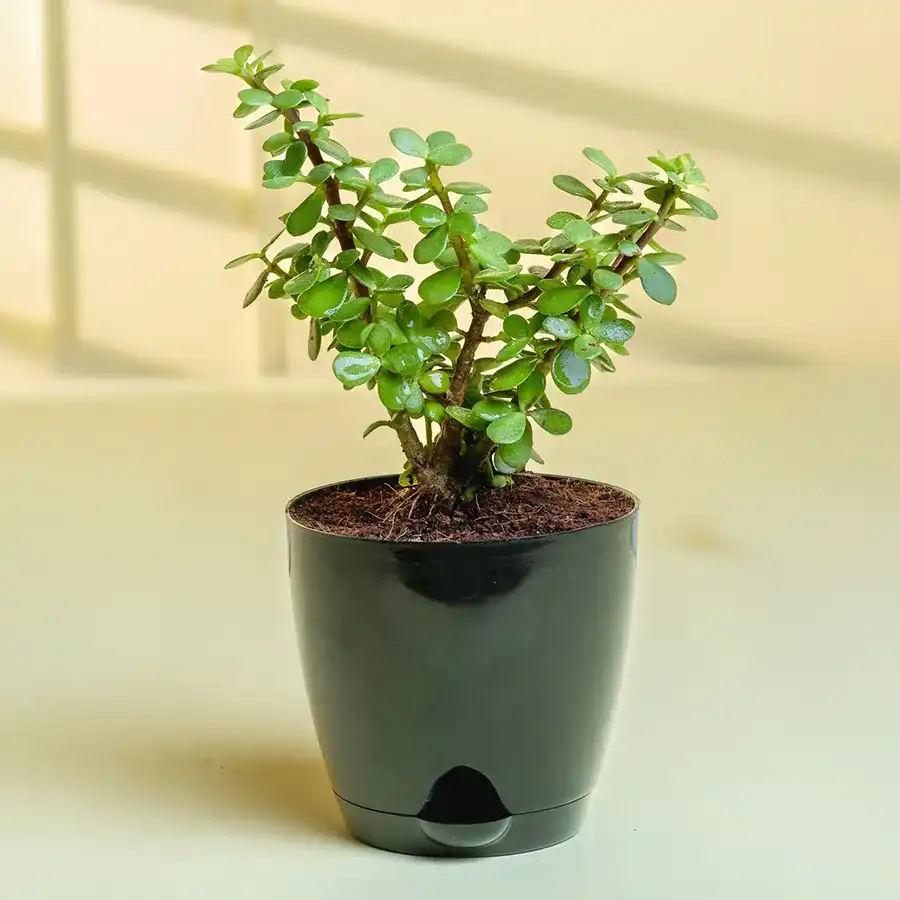 Fast-growing jade plant in an attractive plastic pot, perfect for gifting.