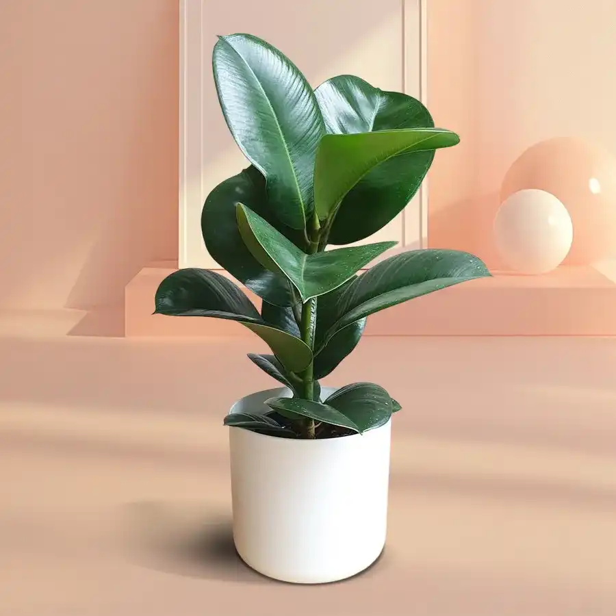 Elegant Rubber Plant gift arranged in a stylish plastic pot.