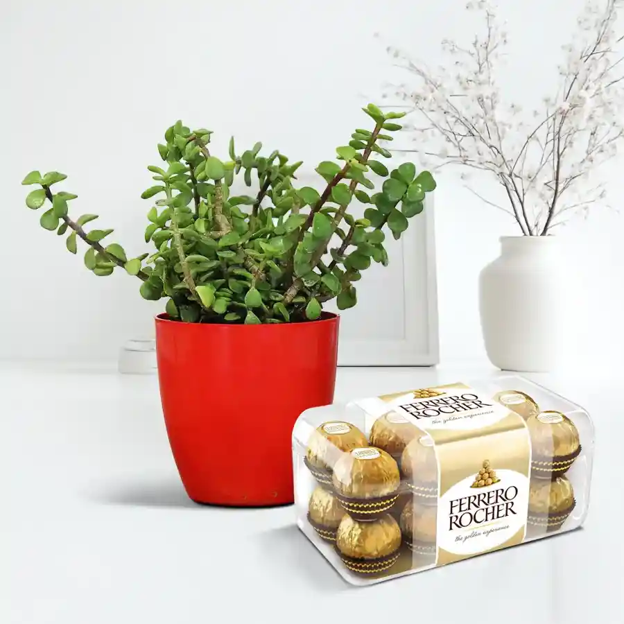 Ferrero Rocher chocolate box paired with a jade plant in a plastic pot, perfect for a birthday gift.