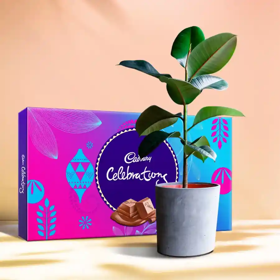 A Rubber Plant in a plastic pot alongside an assorted Cadbury Celebration Pack, creating a unique gift of greenery and sweetness.