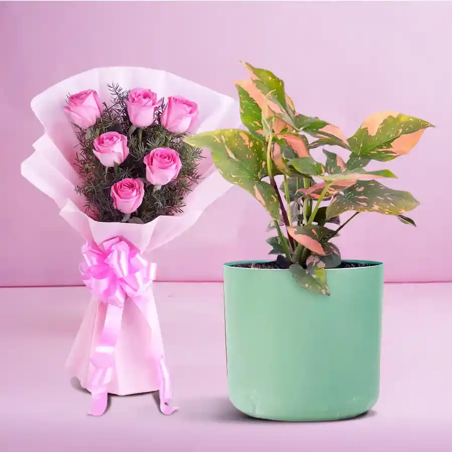Evergreen Syngonium plant with 12 pink roses in tissue wrap, air-purifying indoor gift.
