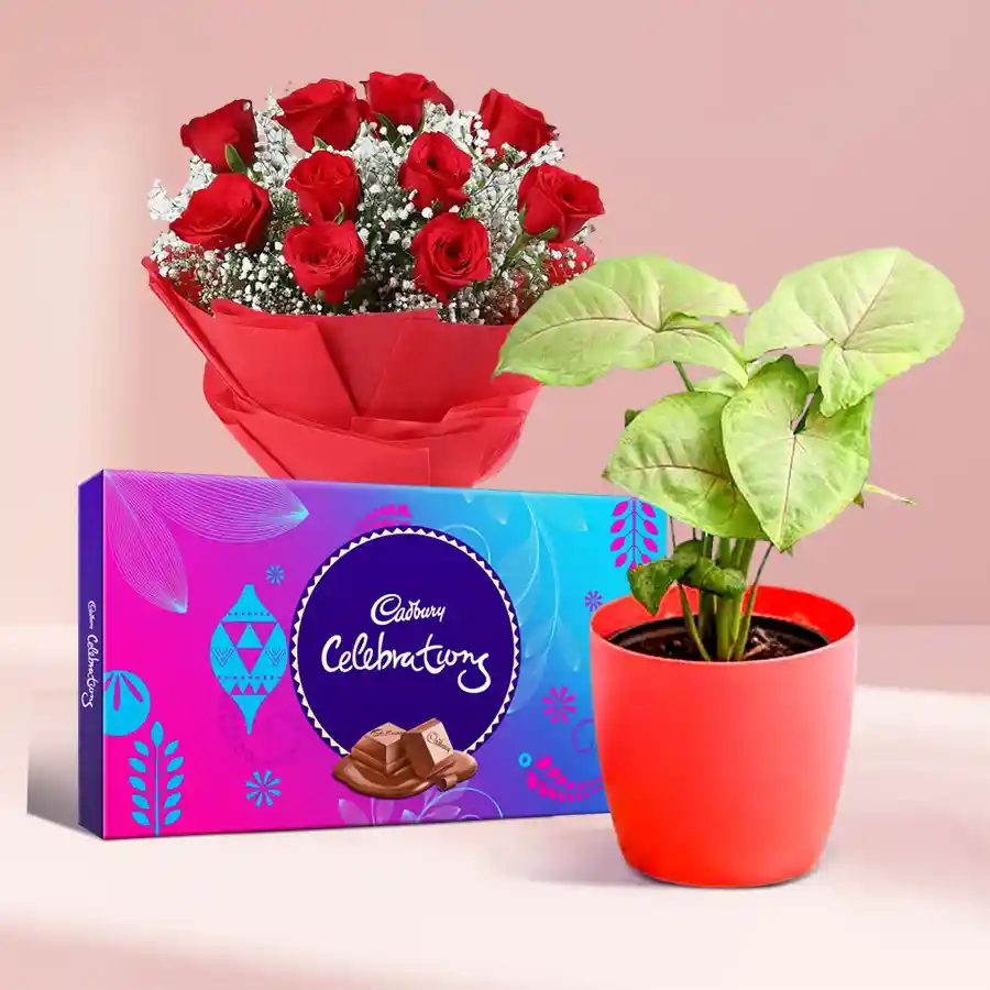 Serene Green & Sweet Floral Treat with Syngonium, chocolates, and red roses in a stylish presentation.
