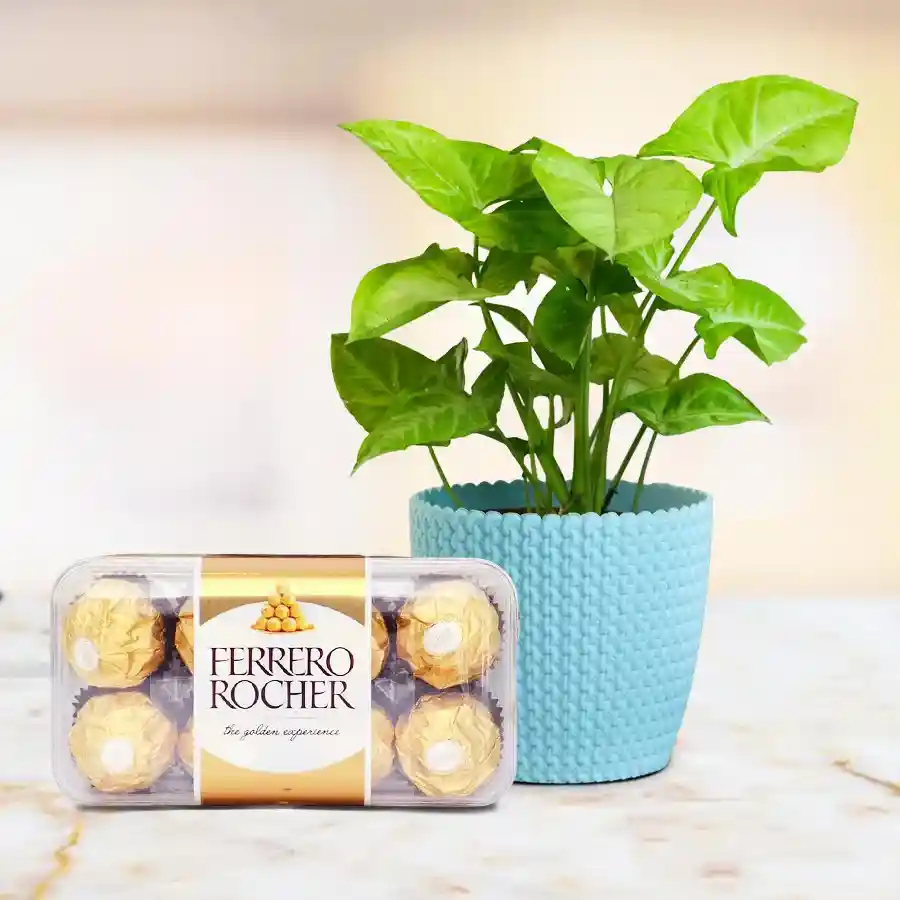 Festive gift pack featuring a potted Syngonium plant and 16 Ferrero Rocher chocolates in a decorative box.
