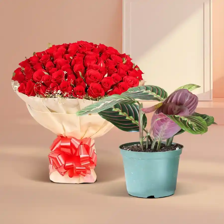 Evergreen Combo featuring Maranta Live Plant and 10 Red Roses Bouquet in a stylish plastic pot.