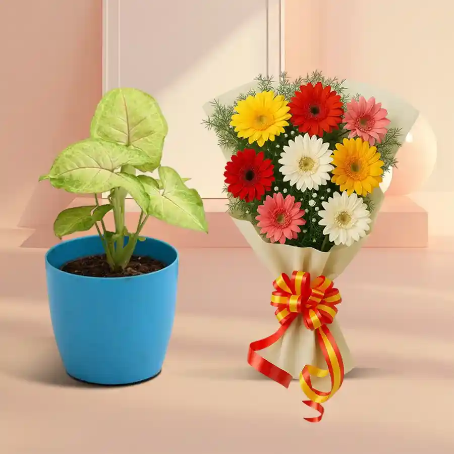 Good Luck Maranta Prayer Indoor Plant with vibrant Gerbera bouquet.