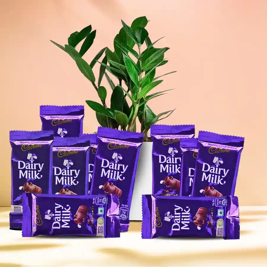 Indoor Zamia plant in a plastic pot with Cadbury chocolates, perfect for gifting.