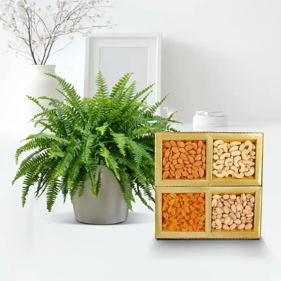 Evergreen Air Purifier Bostern Fern Plant with Mixed Dry Fruits in a plastic pot.