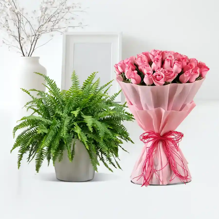 Arrangement featuring a Bostern fern plant and 12 pink roses elegantly wrapped in tissue.