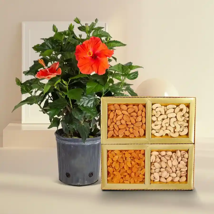 Hibiscus flowering plant in a decorative pot with mixed dry fruits combo.