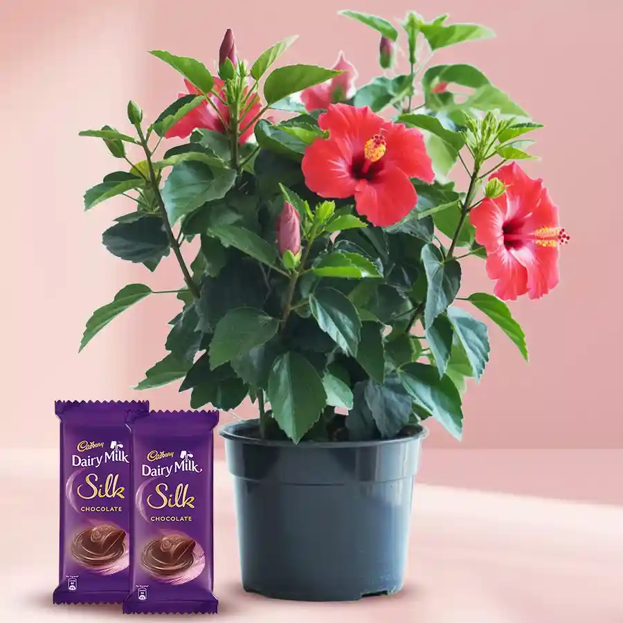Hibiscus flowering plant in a pot with two Cadbury Dairy Milk Silk chocolates, a delightful gift duo.