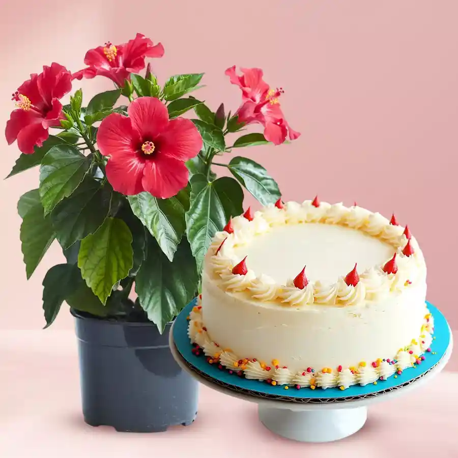 Tropical Hibiscus Plant in a pot with a vanilla cake, perfect gift combo.
