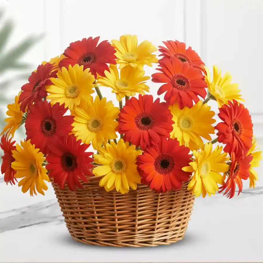 A stunning arrangement of 30 assorted gerberas in vibrant colors, perfect for Mother's Day celebrations.