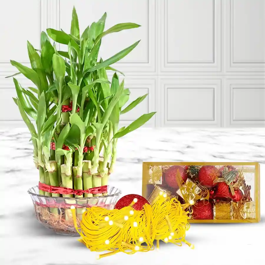 Good Luck Bamboo Plant with LED Light Combo displayed on a wooden surface