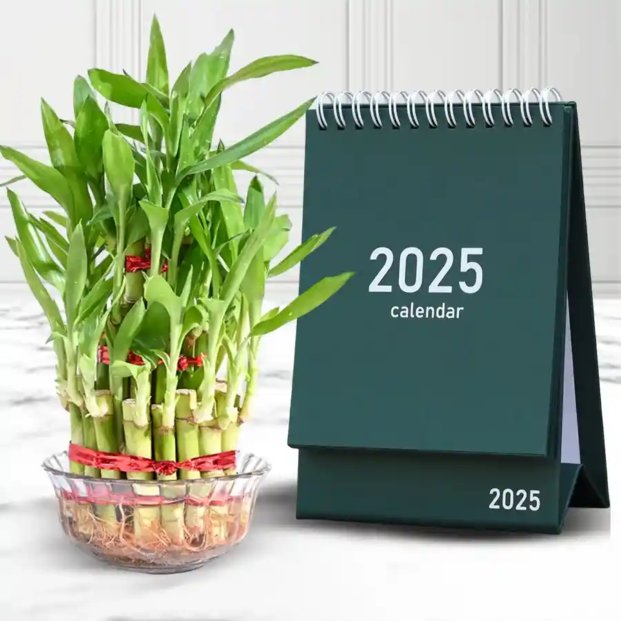 Aesthetic 2-Tier Bamboo Plant with LED lights arranged on a decorative table