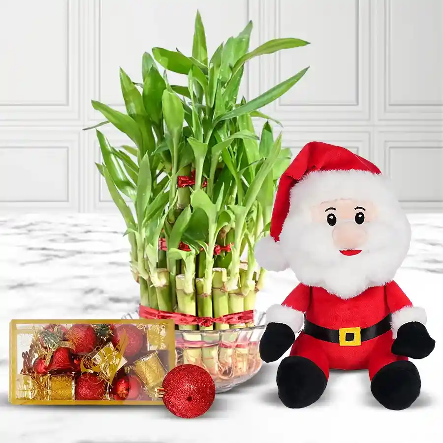 Two-Layered Lucky Bamboo Plant beside a 9-inch Santa Claus Teddy on a festive background