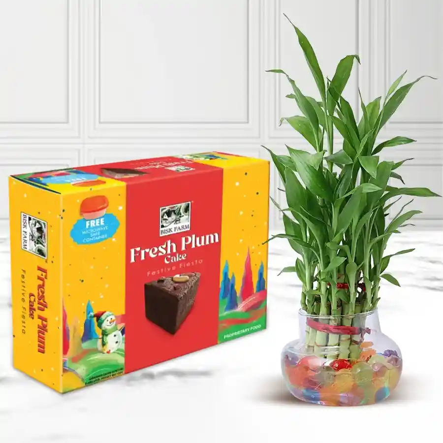 Two-layer lucky bamboo plant in a glass pot next to a 450g Biskfarm plum cake, decorated for Christmas.