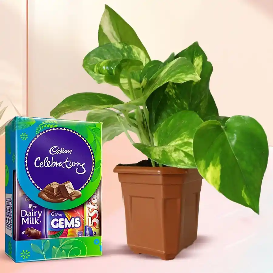 Trendy Xmas gift bundle featuring a lush money plant in a brown hexa pot alongside a Cadbury Celebration pack of chocolates.