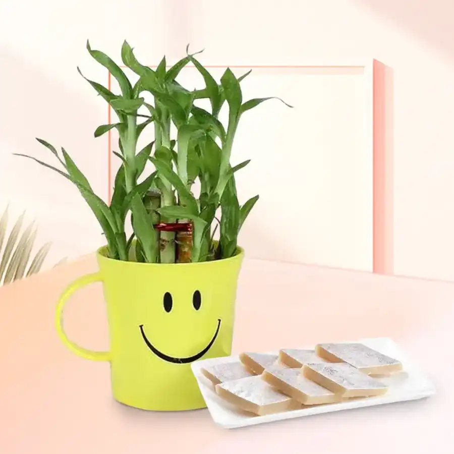 Delicious Kaju Katli with a two-layer Lucky Bamboo Plant in a cheerful Smiley Container