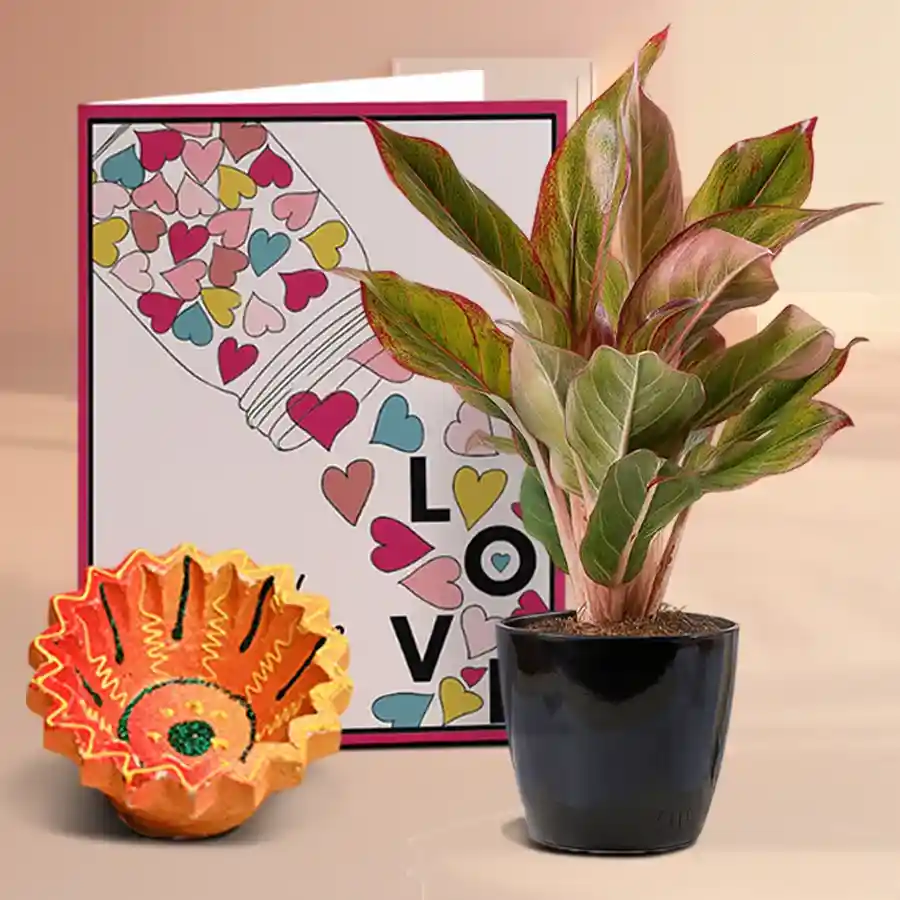 Diwali Delight Light and Green Hamper with Diya, Aglaonema Lipstick Plant in a pot, and a message card beautifully packaged for gifting
