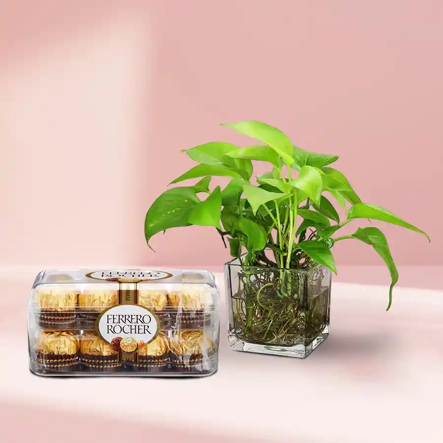 Eye Catching Money Plant in Glass Vase with Ferrero Rocher