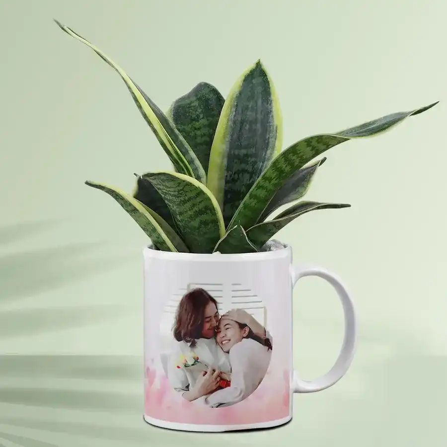 Good Luck Milt Sansevieria Plant in a Personalized Mug