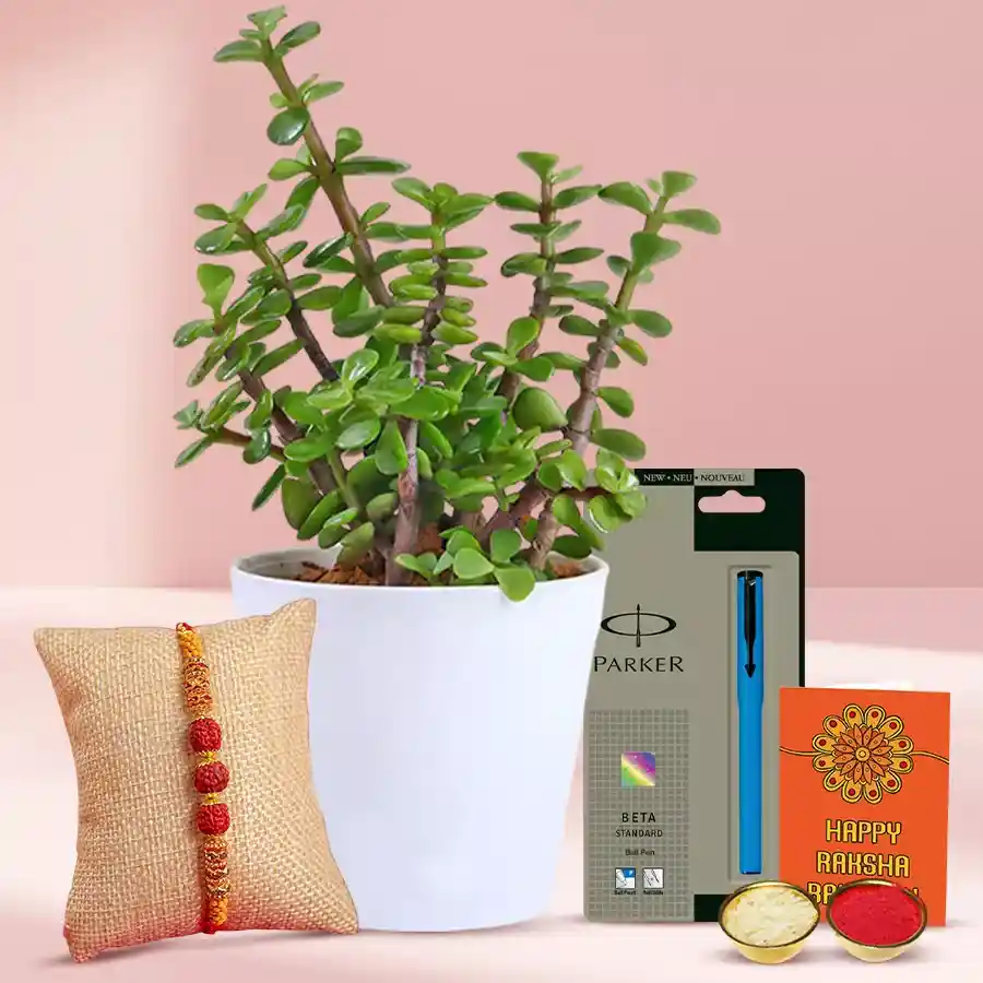 Divine arrangement featuring a jade plant, Rudraksh Rakhi, and a Parker Pen Gift Set with traditional Rakhi essentials.