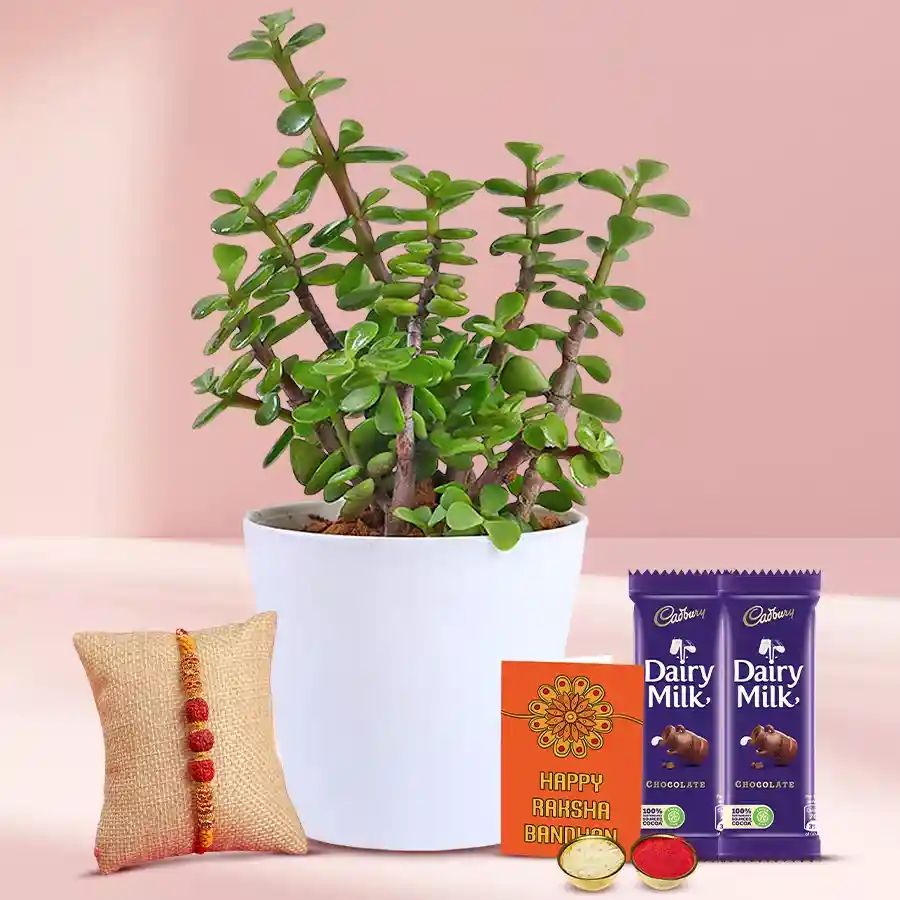 Charming jade plant with a rudraksh rakhi, Cadbury Dairy Milk bars, and Rakhi essentials in a stylish arrangement