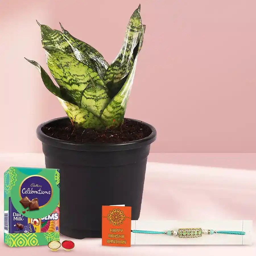 Exclusive Collection of Stone Rakhi N Snake Plant
