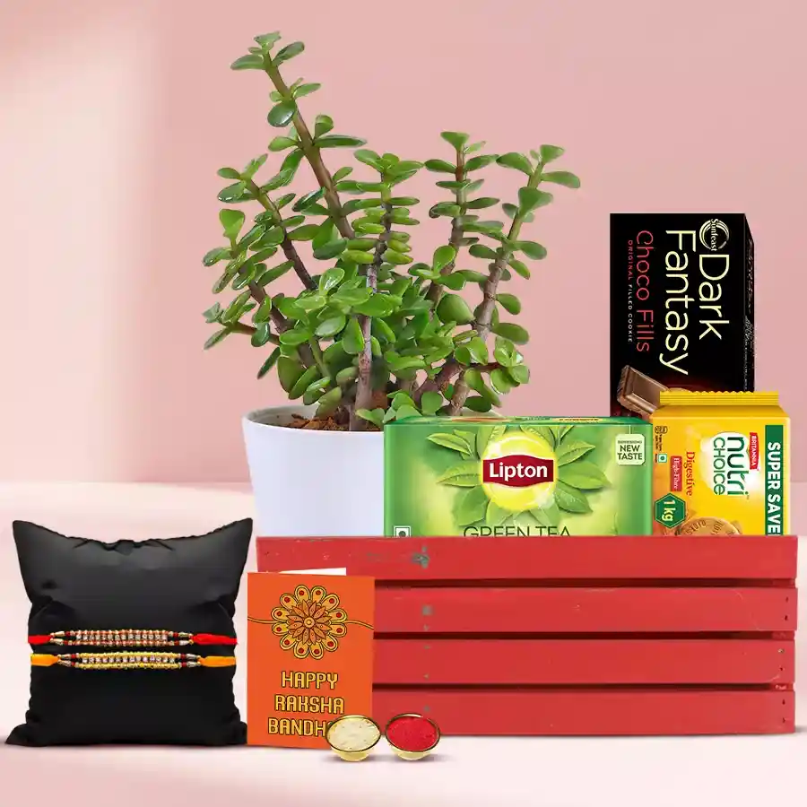 Beautiful Stone Studded Rakhi N Jade Plant Collection